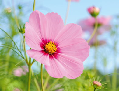 Model Flower