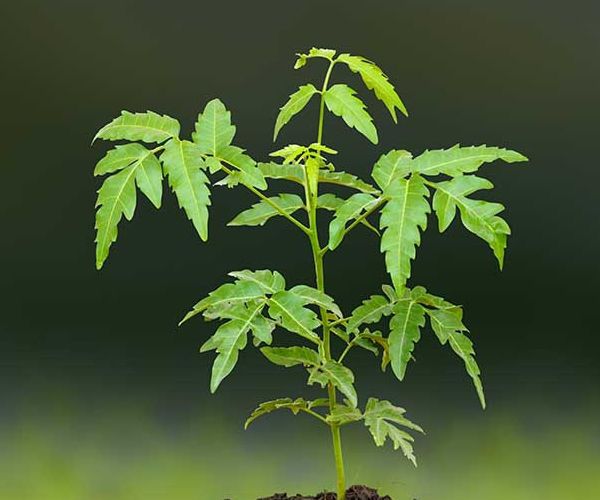 Soph3 Cornerstone: S.O.P.H.