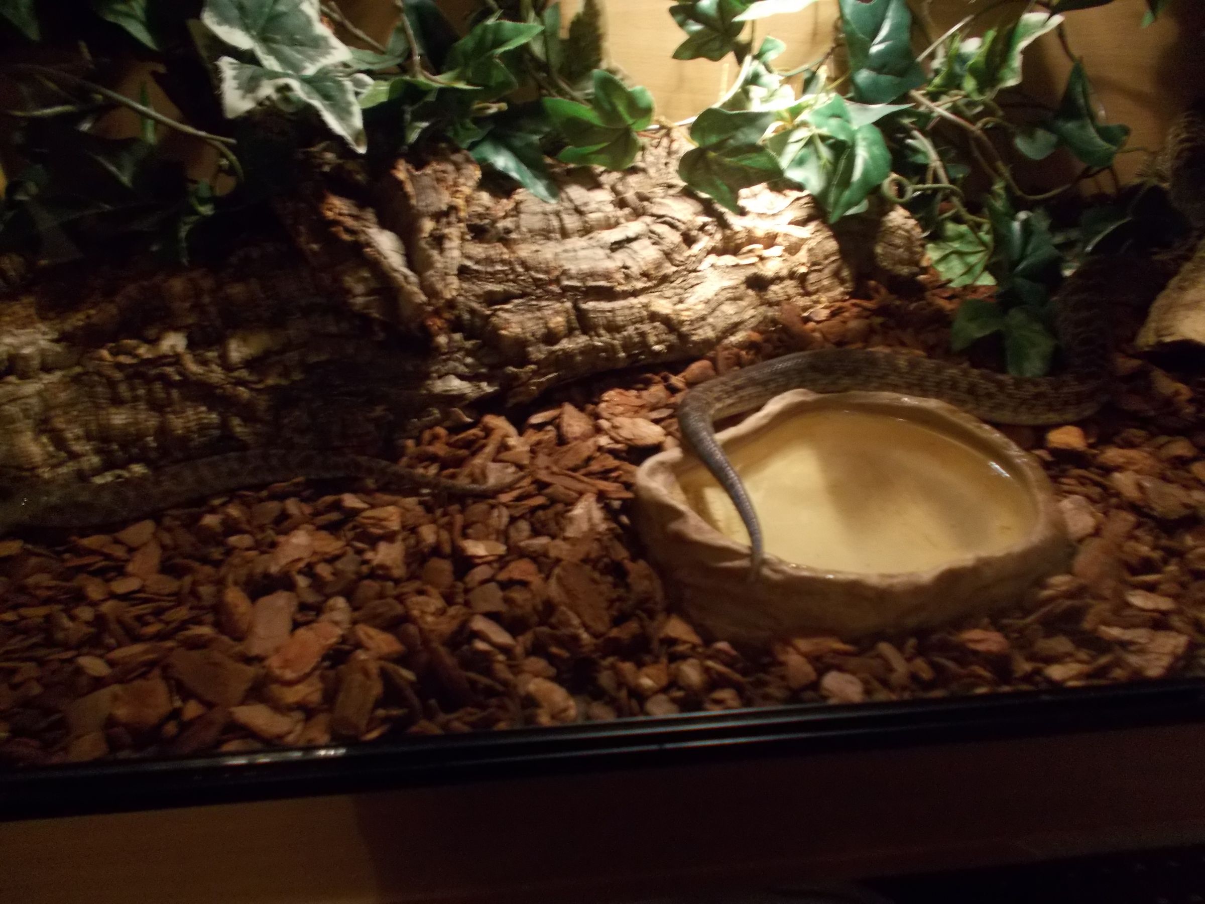 How to Setup a Snake Viv 13 Steps Instructables