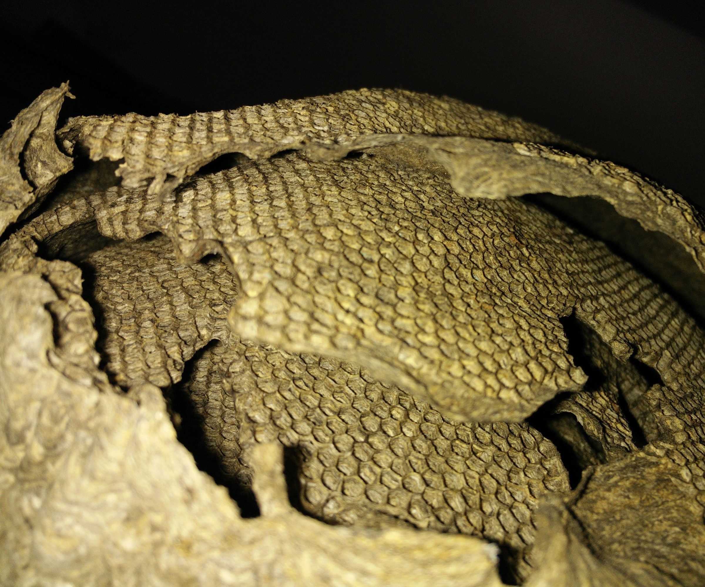 How to Take Apart a Wasp Nest (and Laser Cut It)
