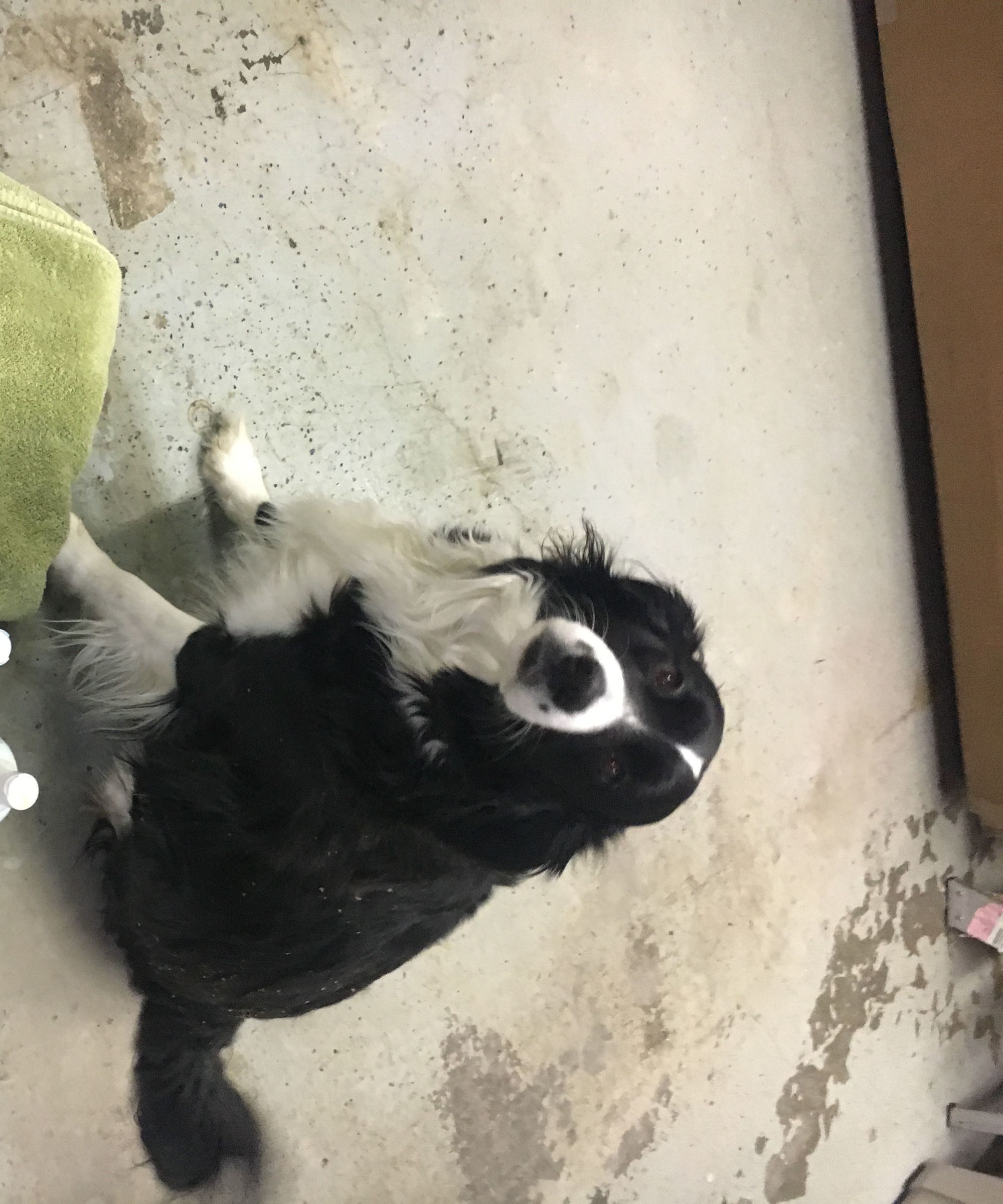 How to Wash a Dog