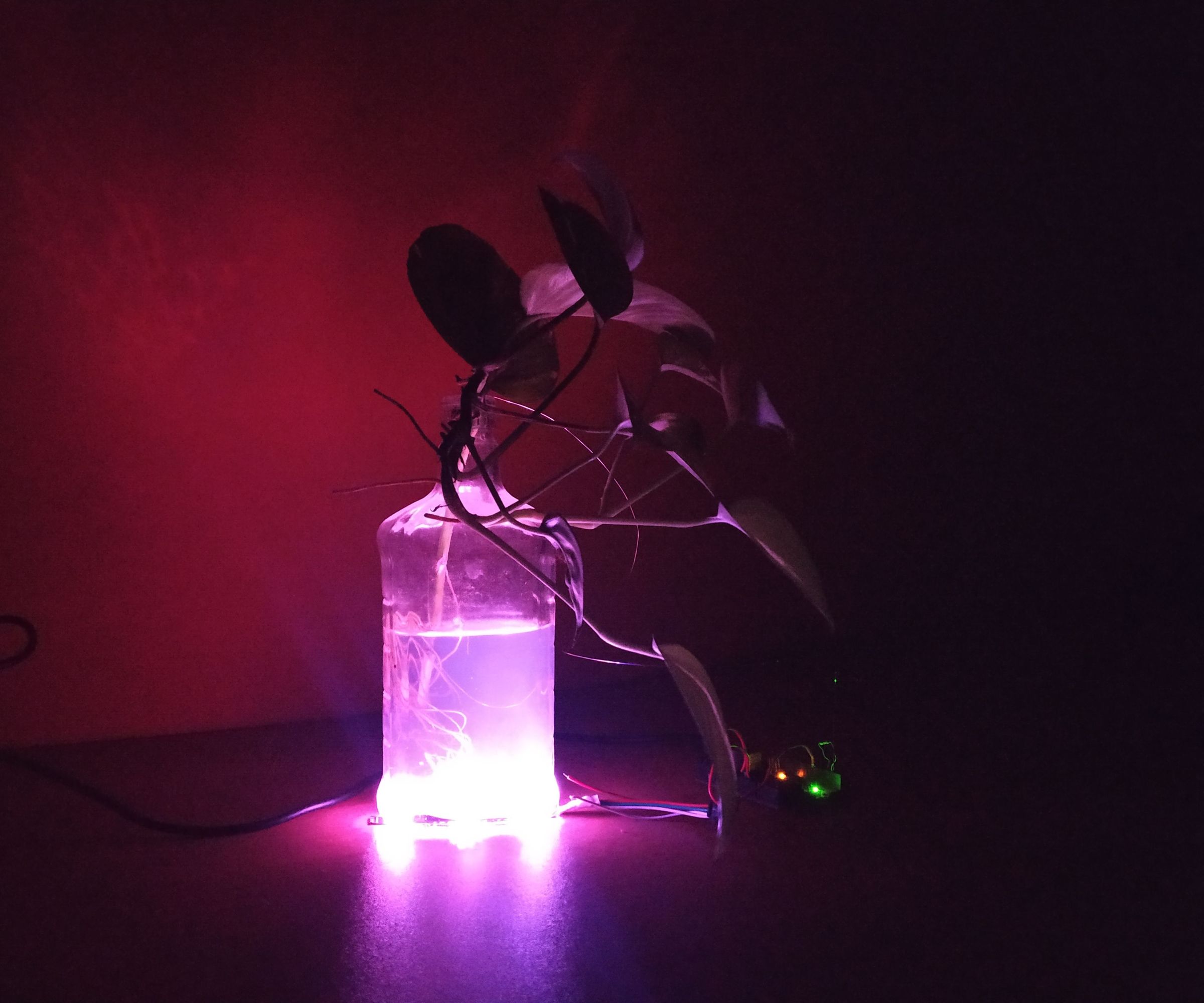 Touch Me Glow Plant!