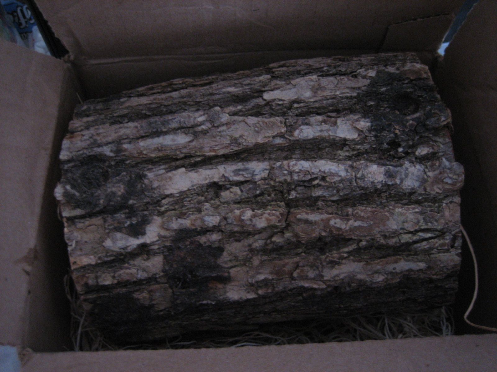 Growing Mushrooms! : 7 Steps - Instructables