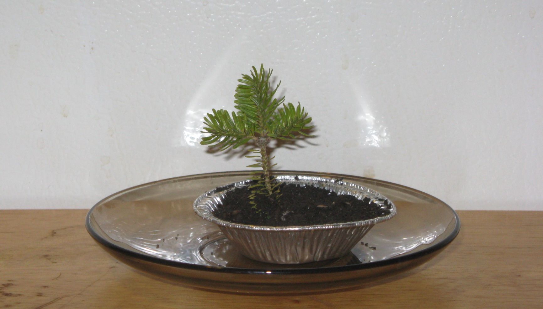 Starting a Bonsai From Seed : 6 Steps (with Pictures) - Instructables
