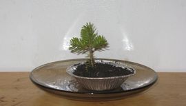 Starting a Bonsai From Seed : 6 Steps (with Pictures) - Instructables