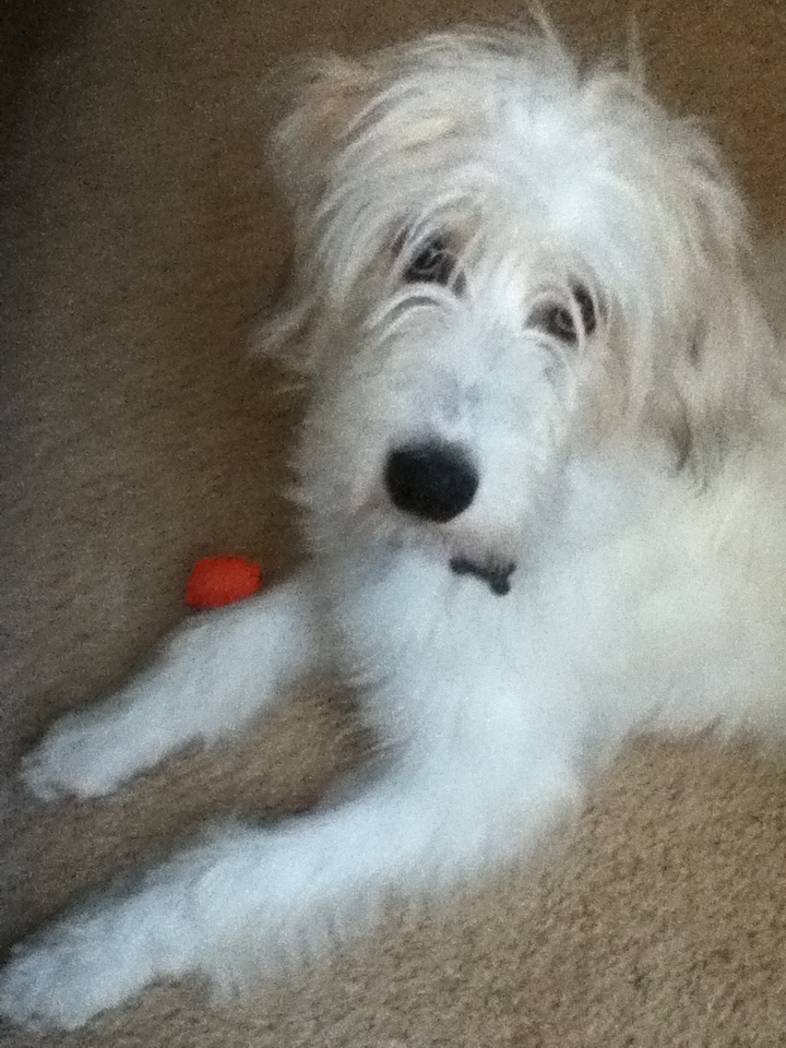 How To Have A Happy Aussie Doodle