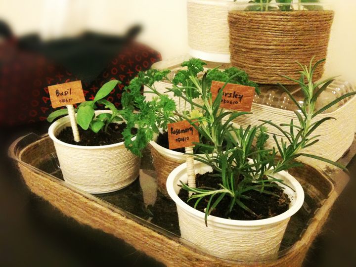 Mini Indoor Herb Garden