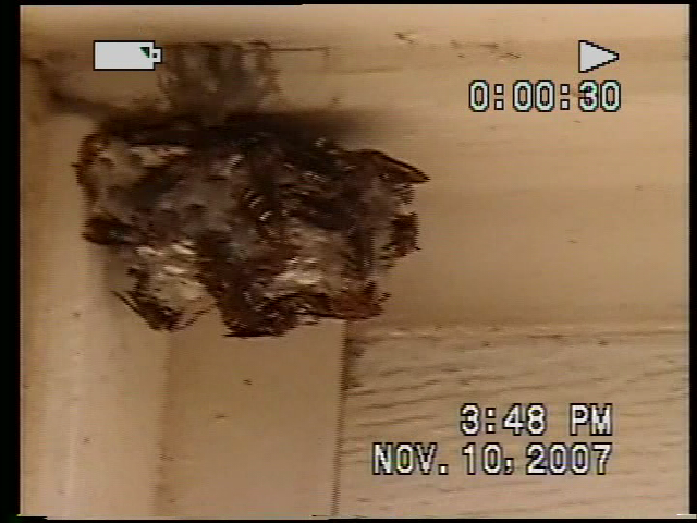 Removing a Wasp Nest