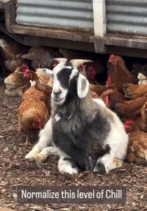Break Time: Zen Time on the Farm