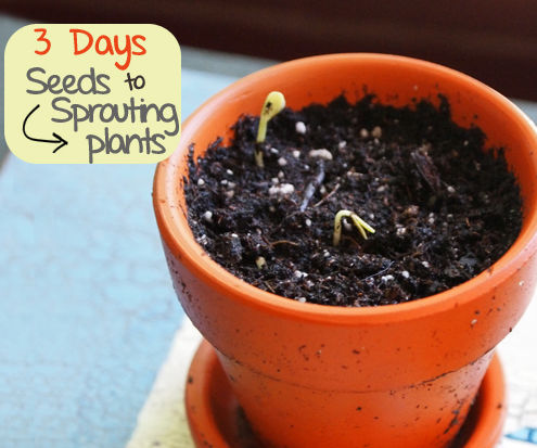 3 Days From Seed to Sprouting Plants