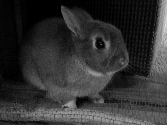 How to Have a Happy Bunny... on Easter!
