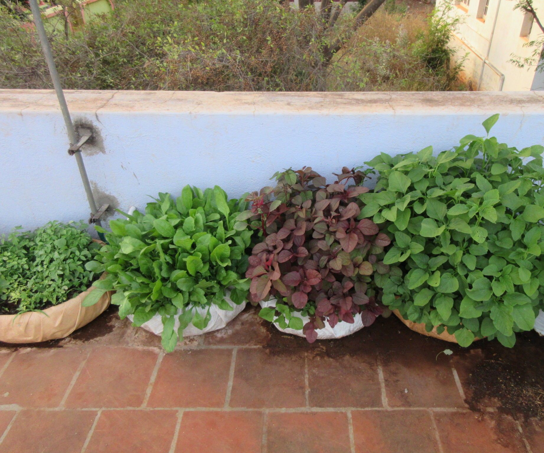 Use Old Tyres to Grow Leafy Vegetables