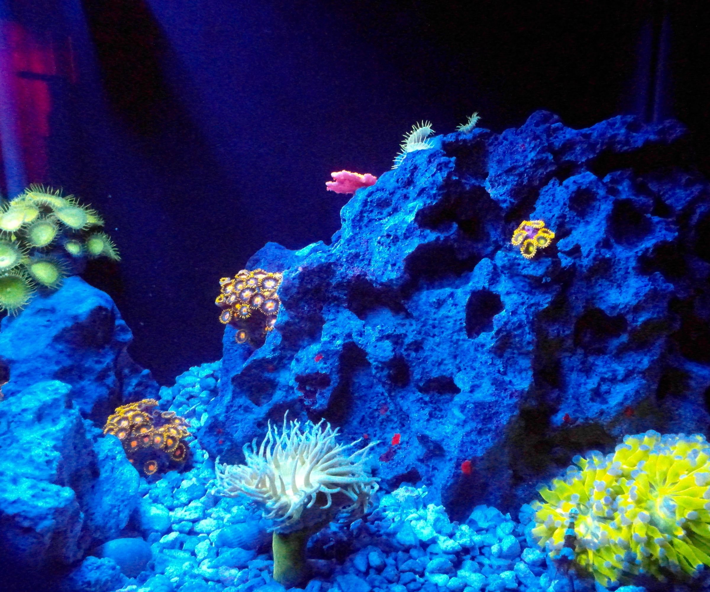 Simple ATO for Nano/Pico Tanks