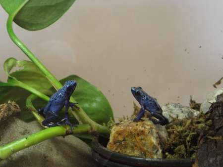 Quarantine tank for amphibians