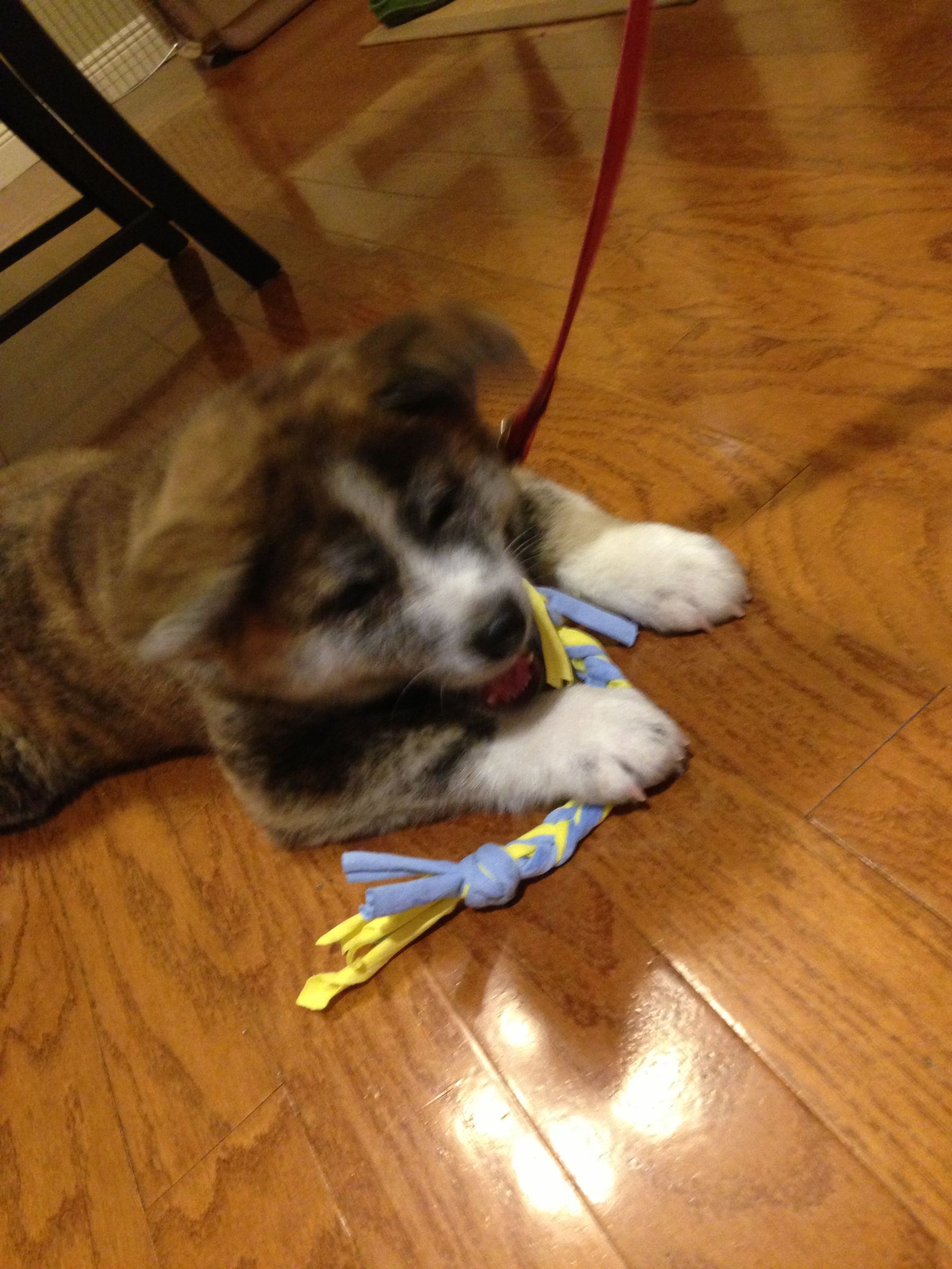 Easy Upcycled Tshirt to Dog Toy