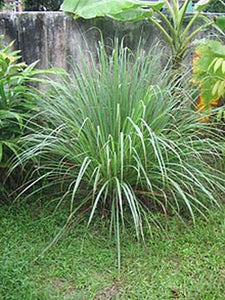 Lemongrass - From the Grocery Store to the Garden (the Tea Was the Inspiration).