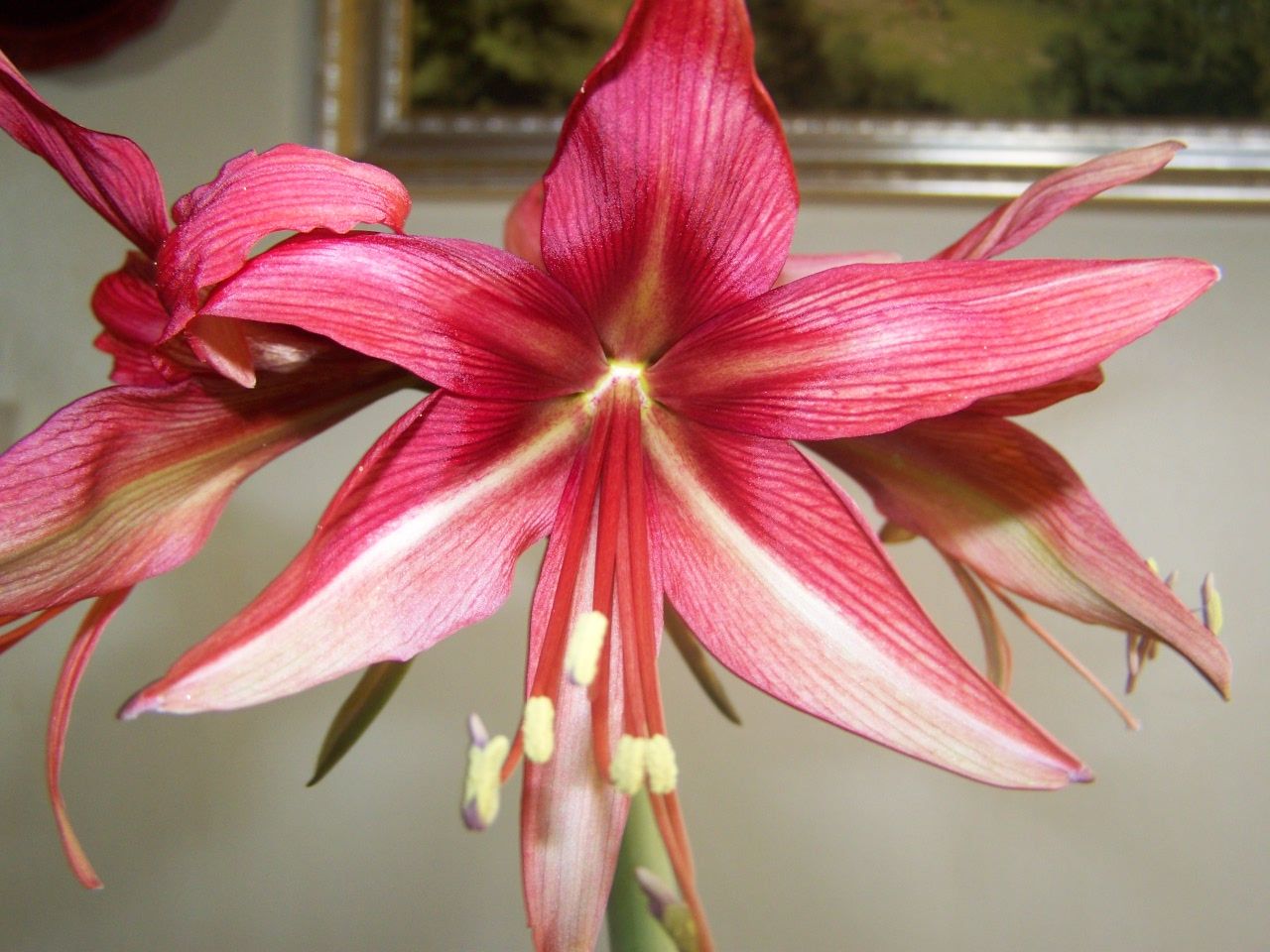 Care of Amaryllis Bulbs and Amaryllis Flowers