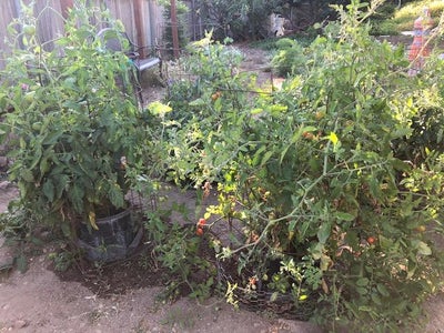 After-Planting Update