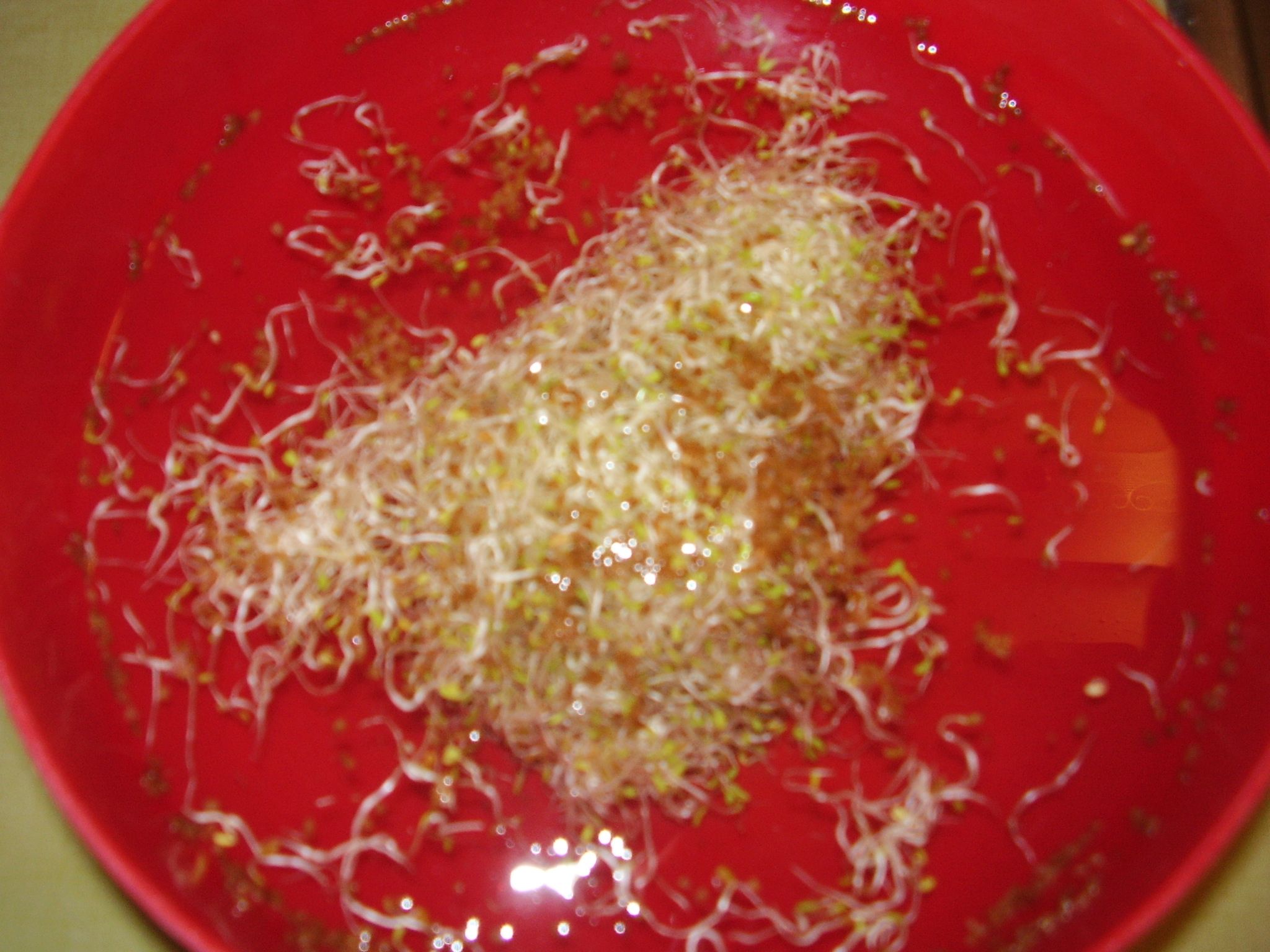 How to Make & Use a SeedSprouting Bag 5 Steps (with Pictures