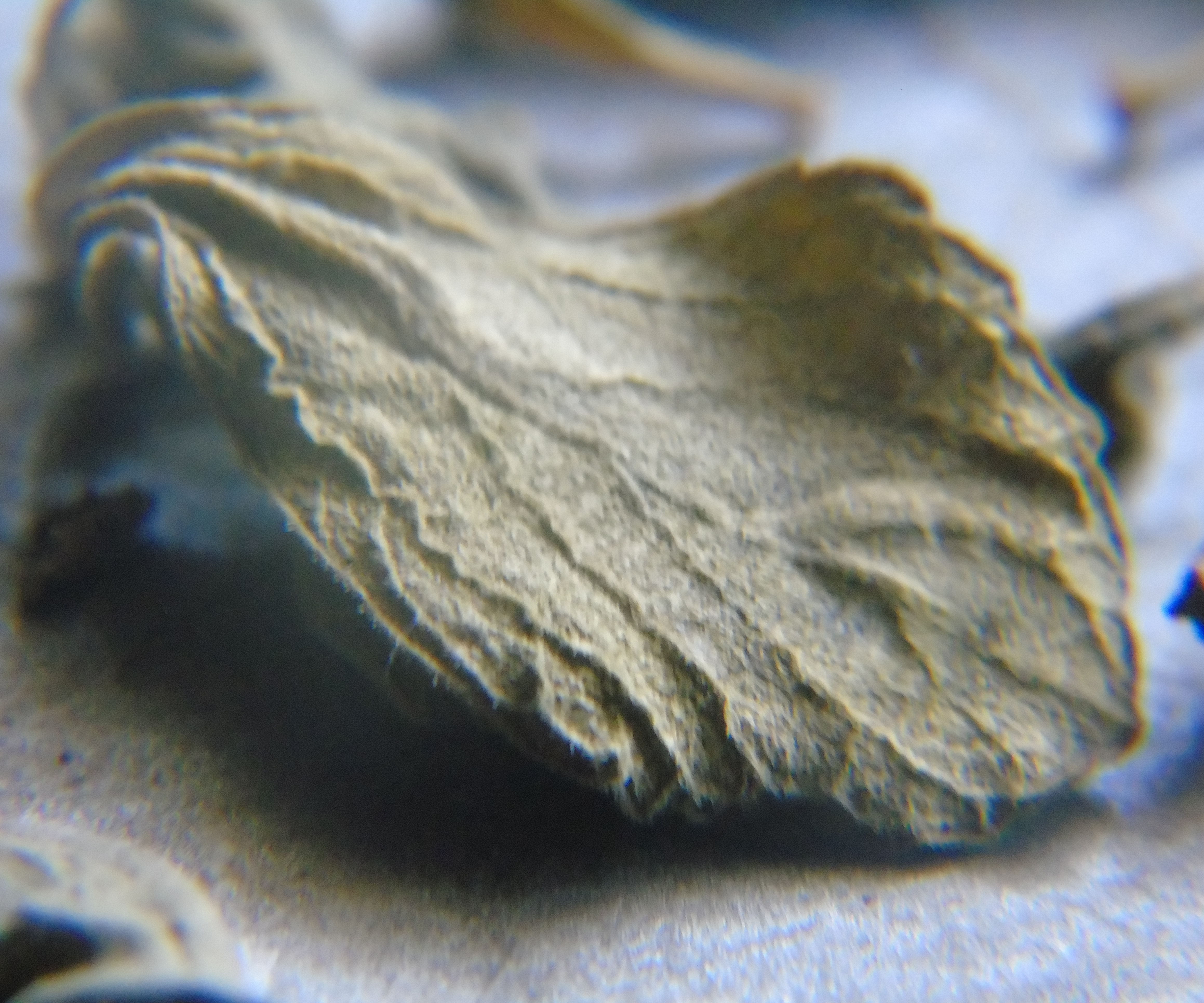 Essential Oil (Solvent Extraction)