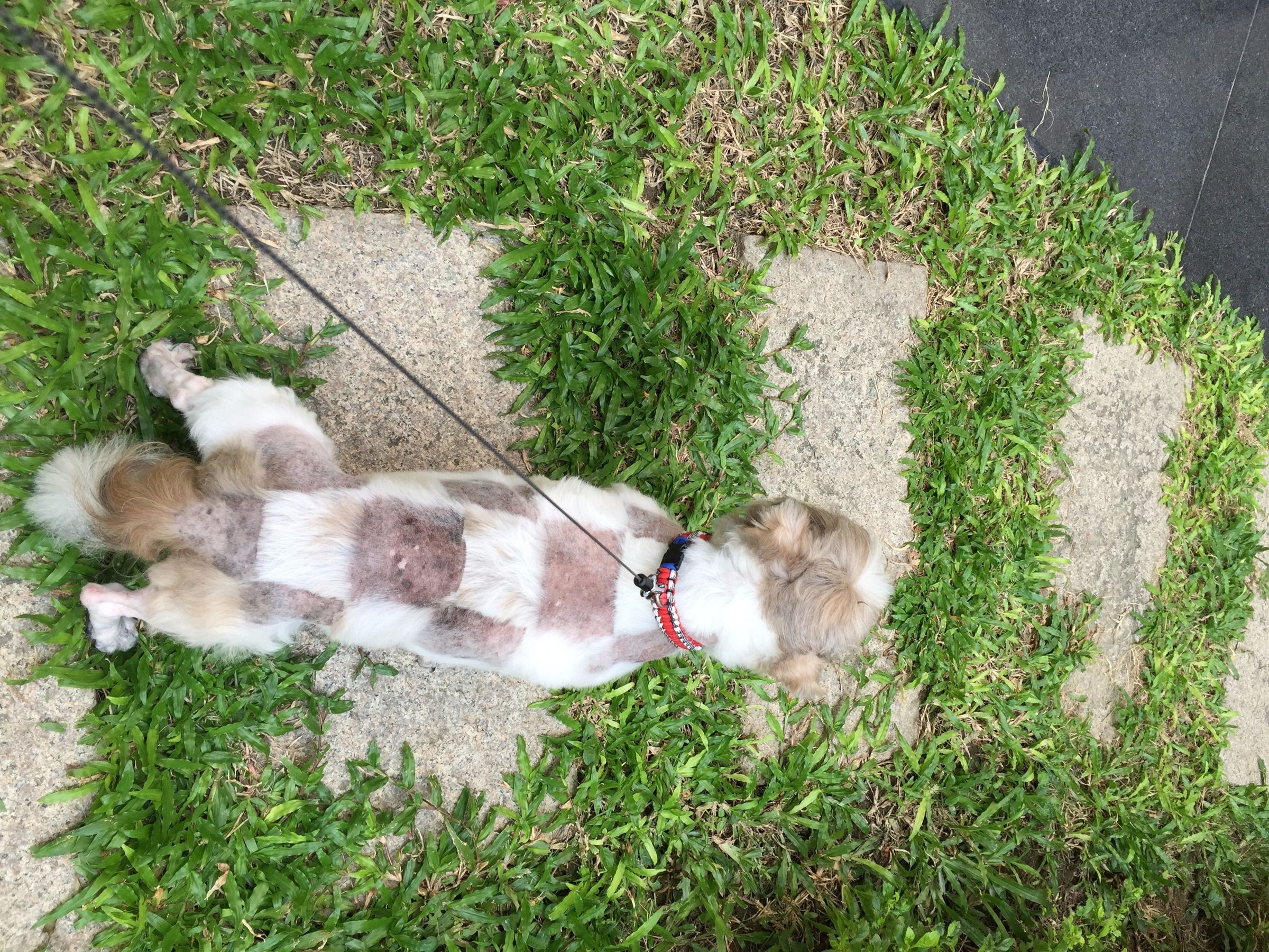 How to Cut Your Dog's Hair Instructables