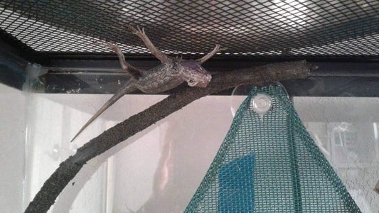 lizard with blue belly