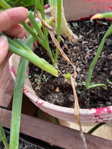 Harvest Your Veggies