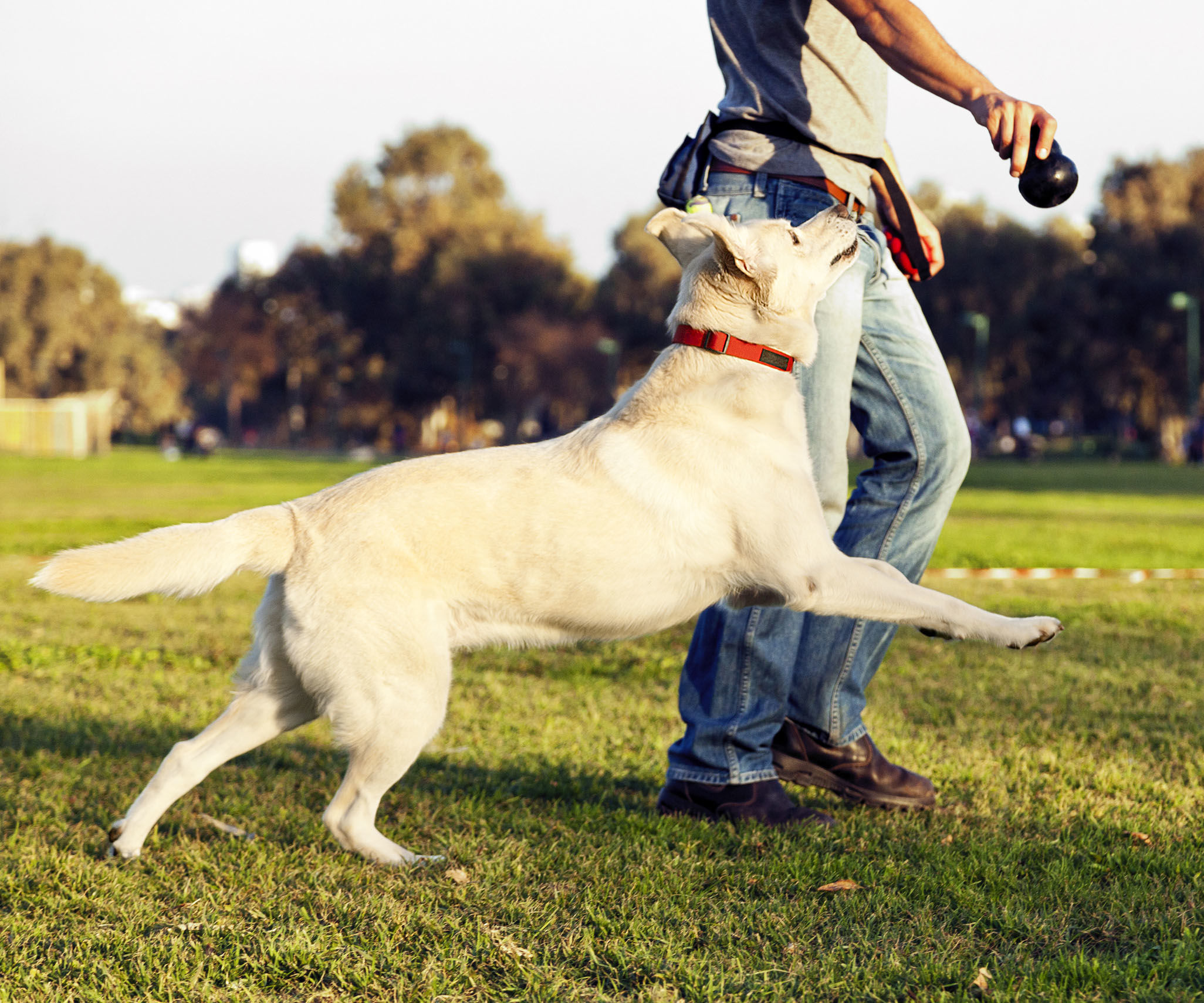 Automatic Ball-thrower for Dogs