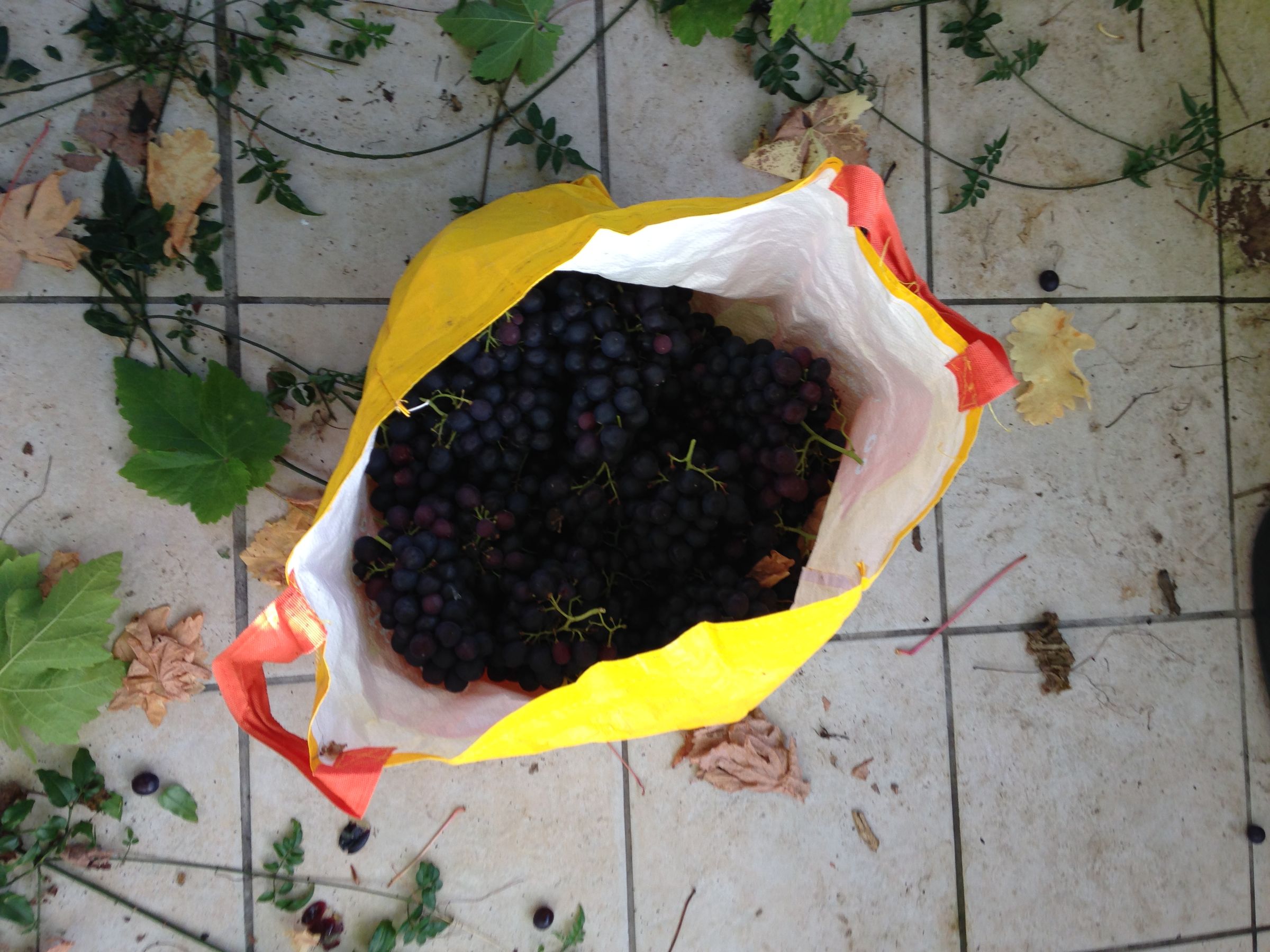 Delicious Organic Red Grape Jelly : 10 Steps (with Pictures ...