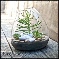 Make Glass Terrarium Containers As Holder of Your Tiny Keepsakes