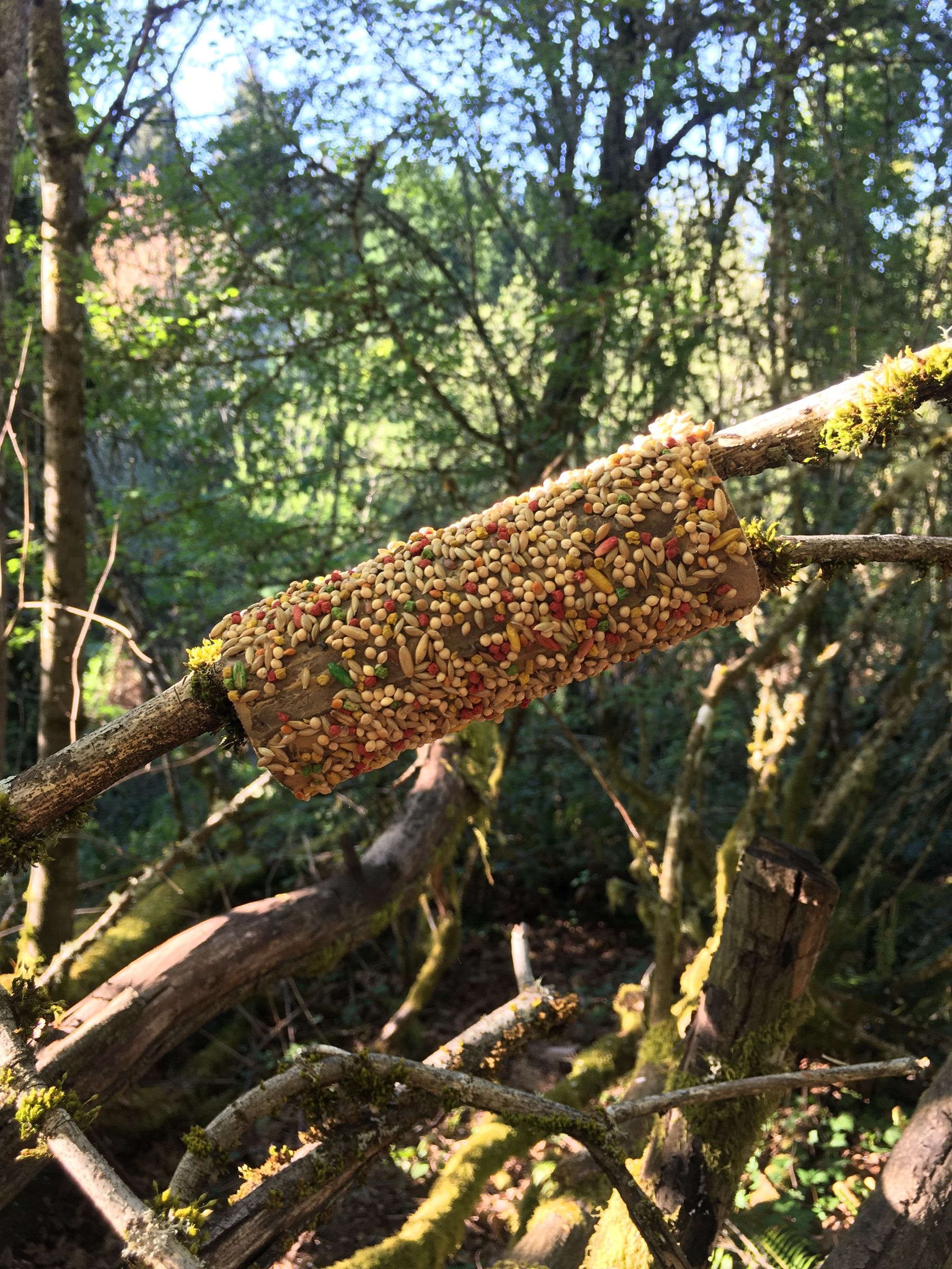 Toilet Paper Tube Bird Feeder Instructables
