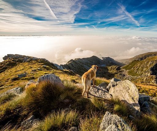 Make Your Dog Comfortable This Summer