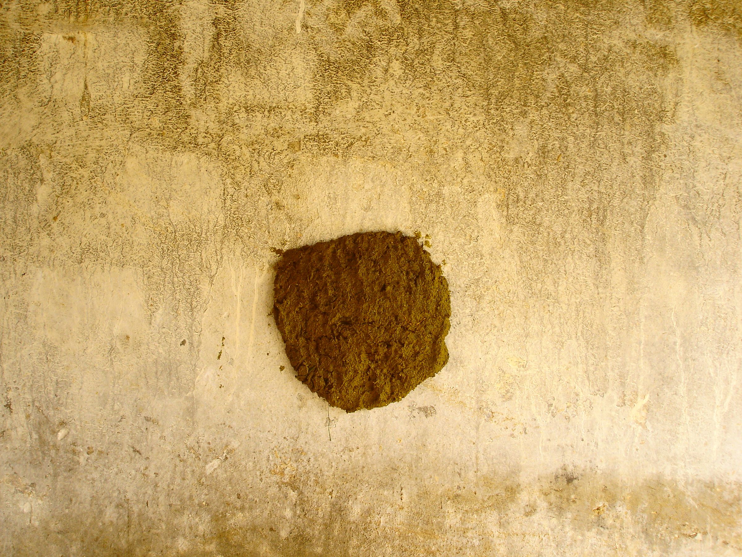Using Cowpat to Store Seeds