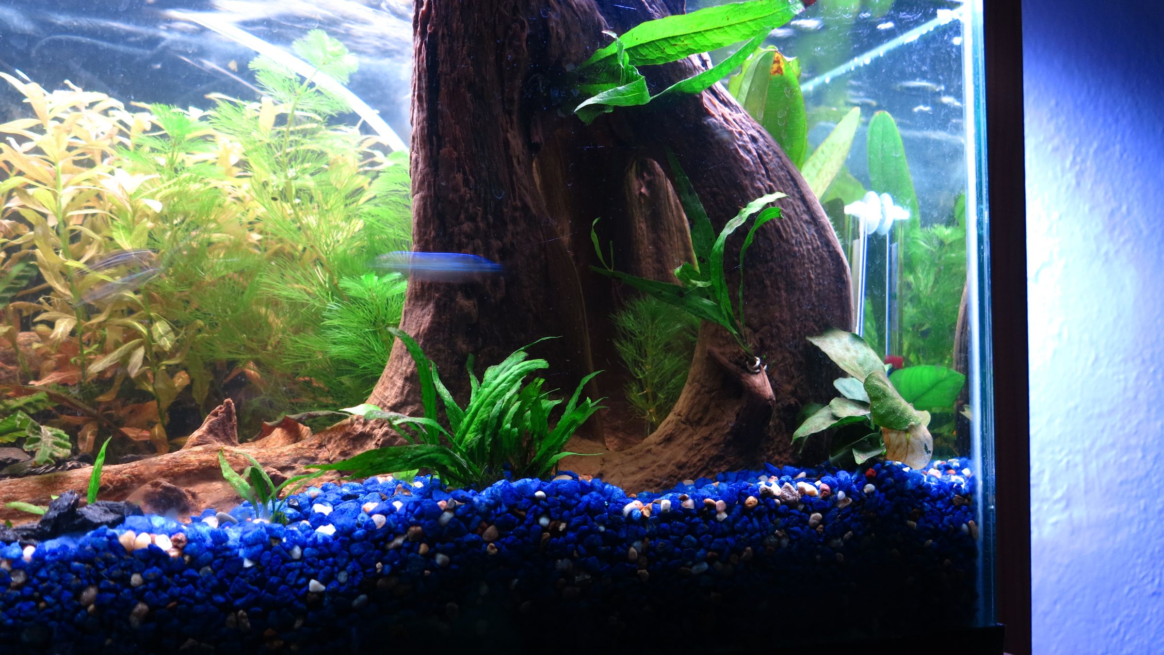 Ebb and Flow Aquaponics for the Office 12 Steps (with Pictures) Instructables