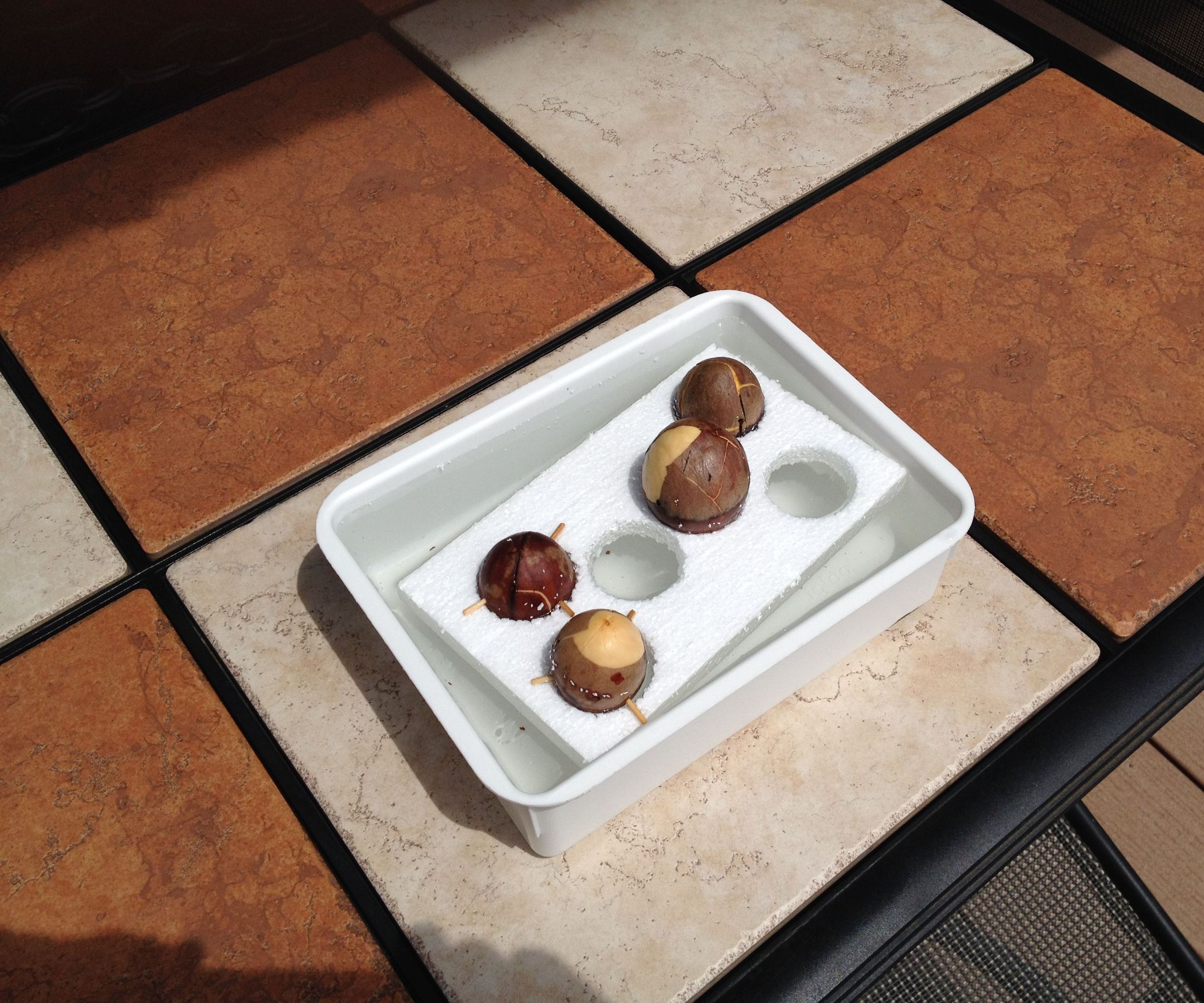 Avocado Seed Tray