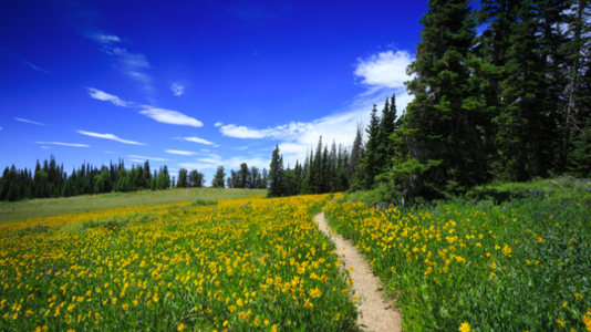 Eco Friendly Flower Bridge