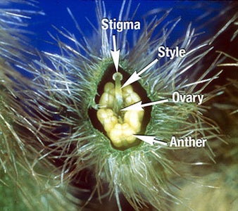 Remove Petals One by One