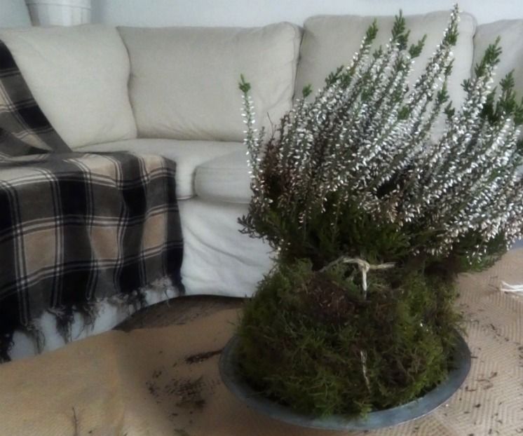 How to Make a Kokedama - the No-Hassle Way