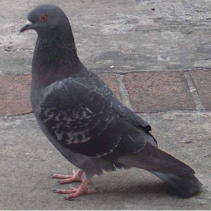 Litter disposal for pigeons