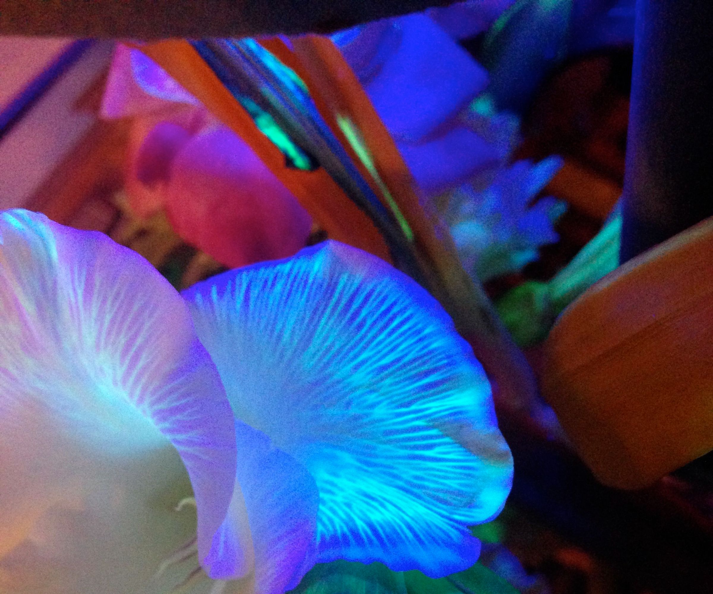 Glowing Pandora Flowers