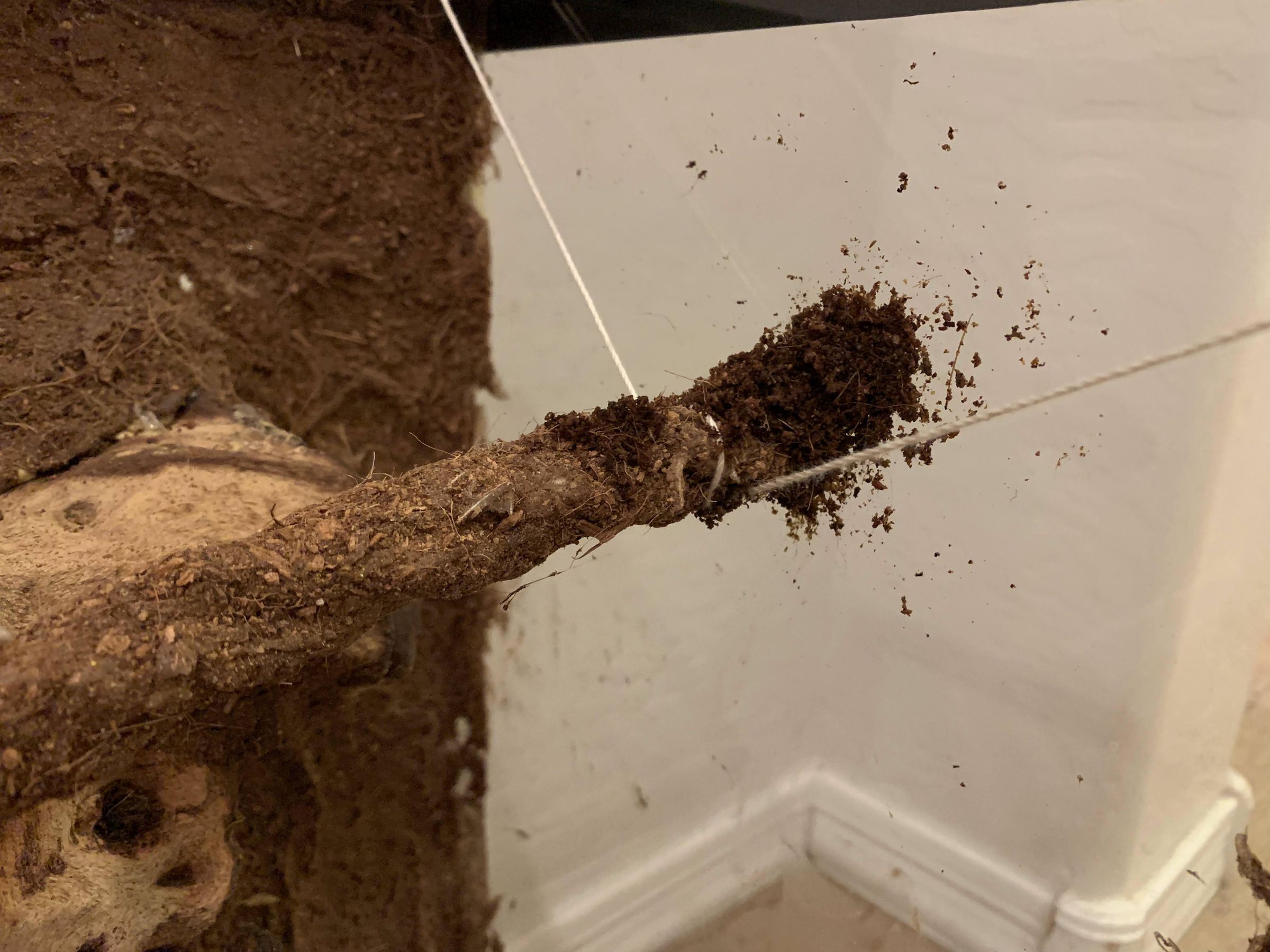 Jungle Vines for Reptile Vivarium 4 Steps (with Pictures) Instructables