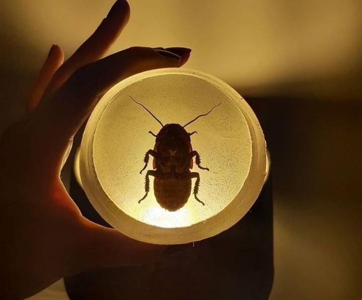 Incrustação De Barata De Madagascar