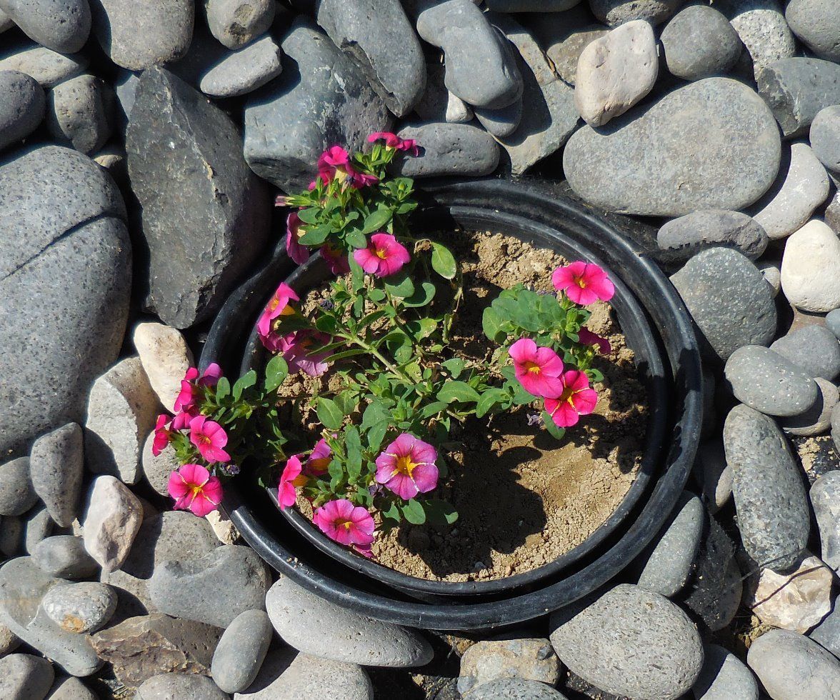 Easy Seasonal Planting