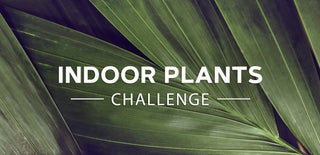 Indoor Plants Challenge