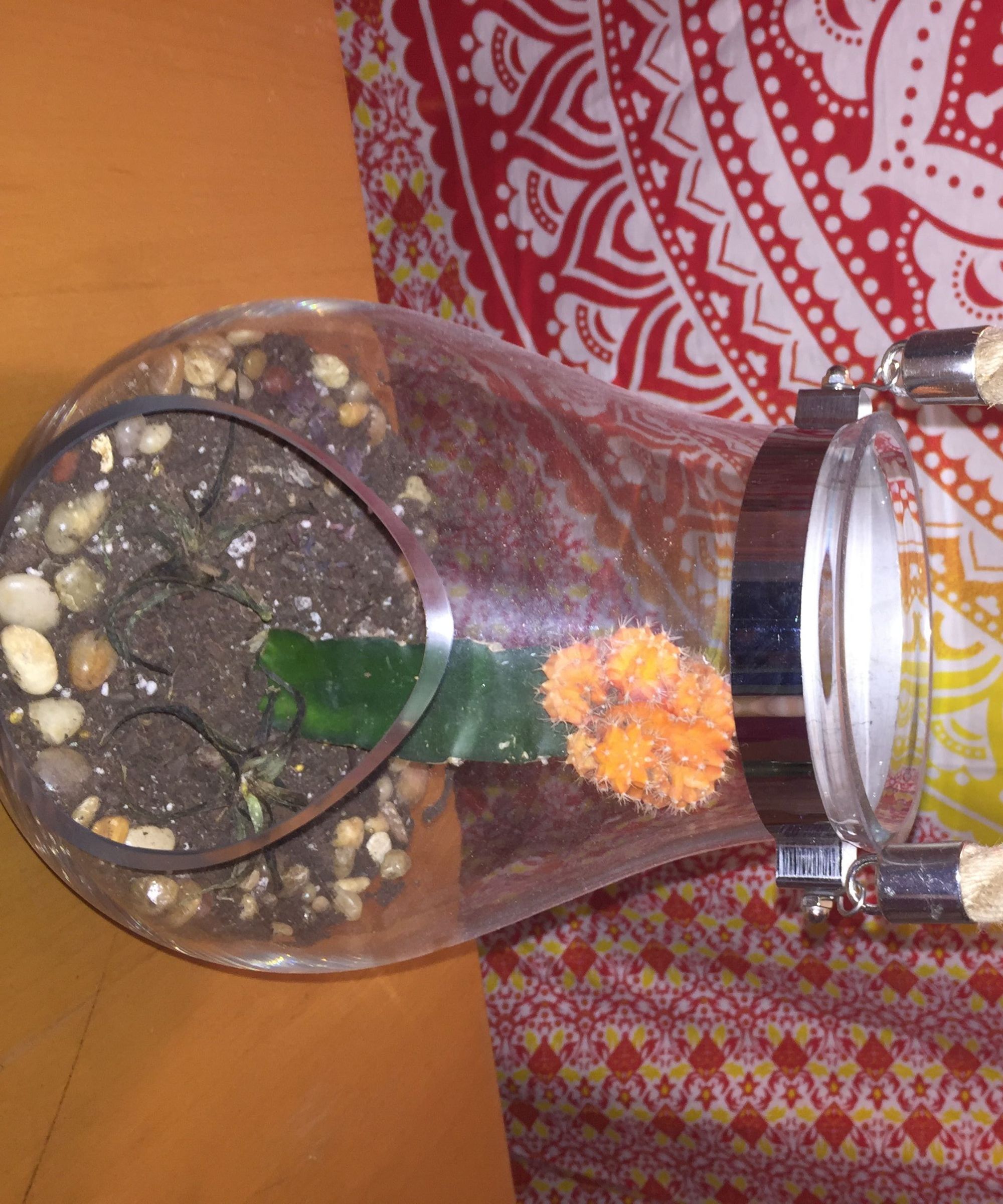 How to Create a Custom Terrarium