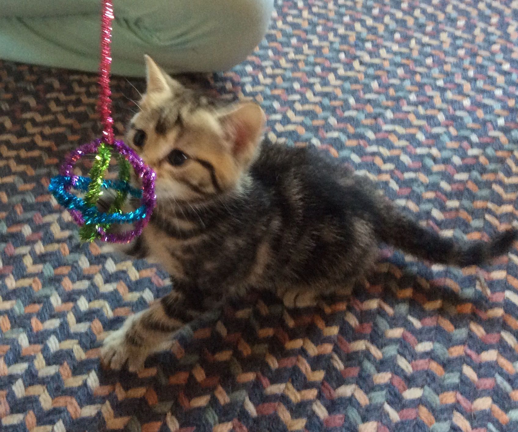 The Sparkle Ball - for Cats