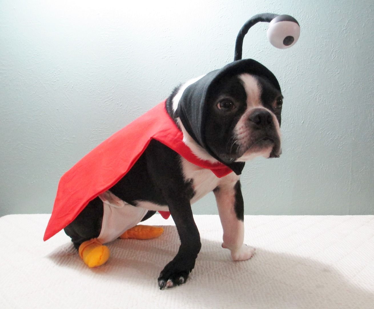 Nibbler From Futurama Dog Costume 16 Steps (with Pictures