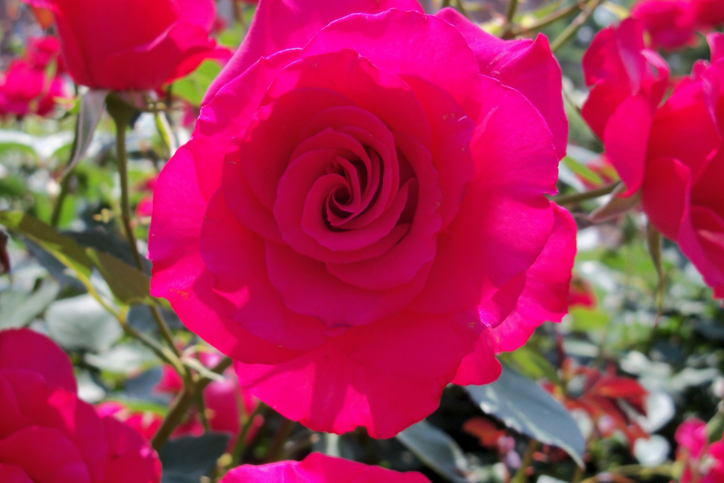 NC Flower