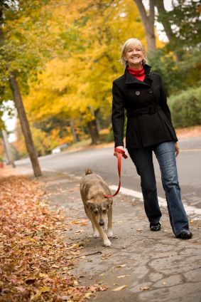 How to Start a Dog Walking Business