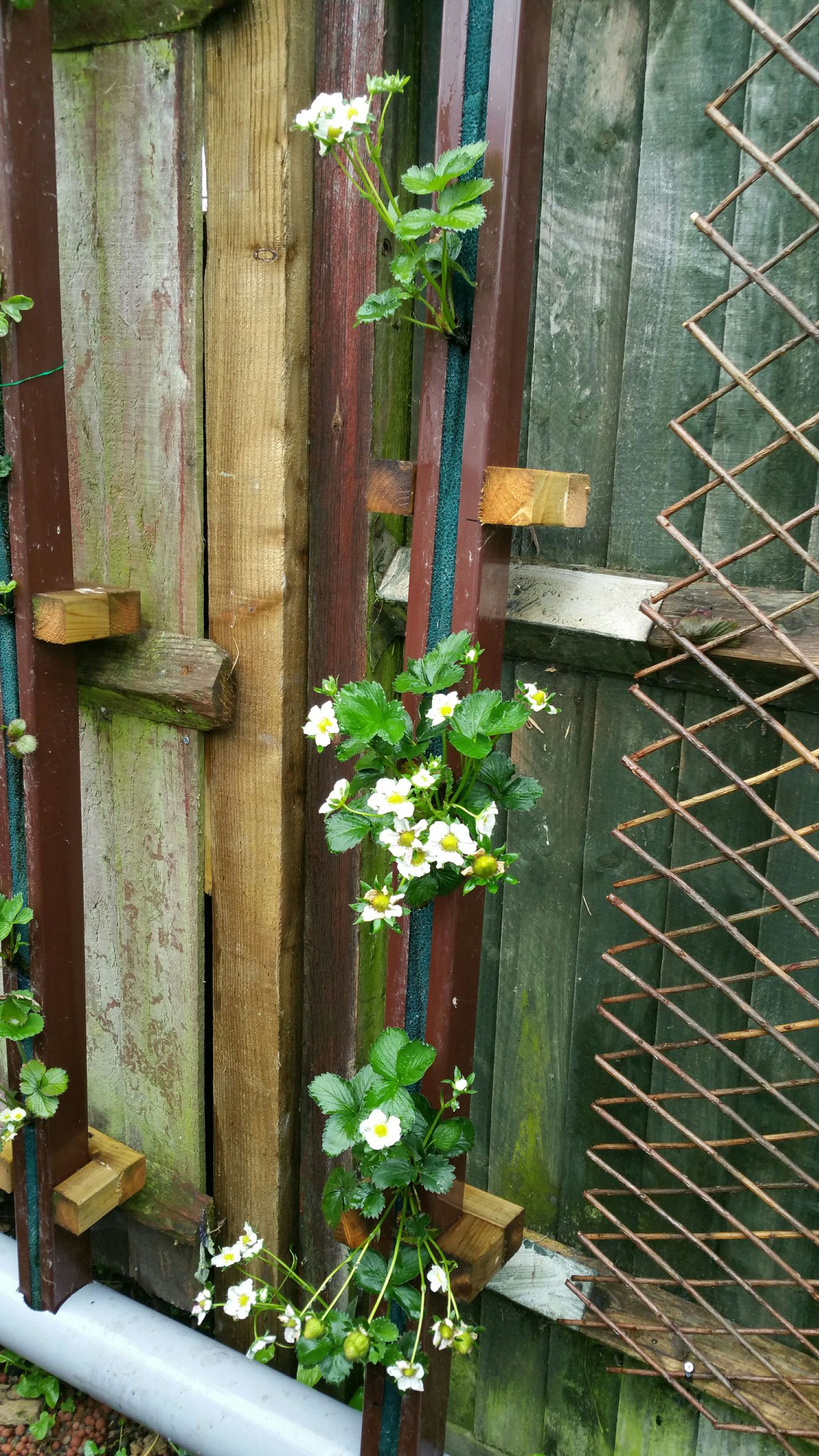 I HAVE TRIED TO UNPUBLISH THIS BUILD AS I HAVE SINCE REDESIGNED IT. PLEASE BE PATIENT WHILE I CREATE a NEW POSTING